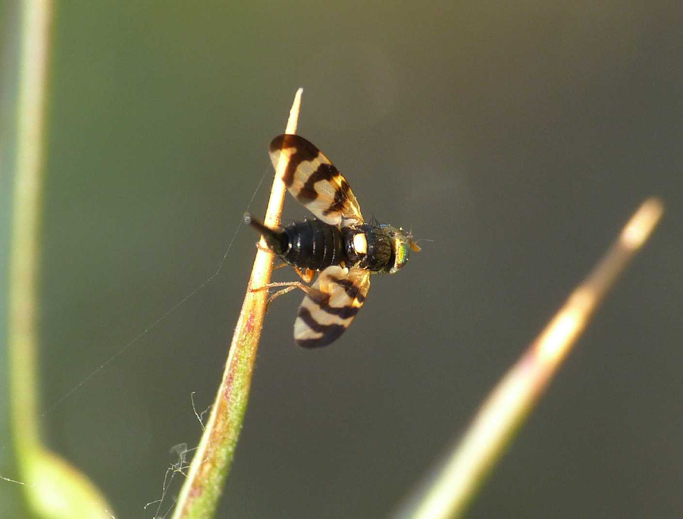 Piccolo Tephritidae?